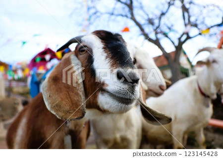 A Friendly Goat is Happily Enjoying the Beautiful Outdoors with Cheerful Vibes All Around 123145428