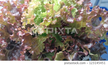 Fresh and vibrant Red Leaf Lettuce is perfect for a variety of culinary uses and salad preparation 123145451