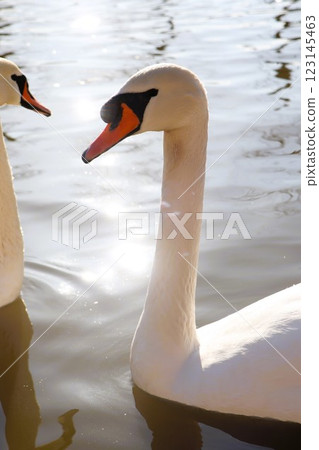 A Pair of Elegant Swans Gracefully Swimming in the Calm Waters of a Tranquil Lake A Pair of Elegant Swans Gracefully Swimming in the Calm Waters of a Tranquil Lake 123145463