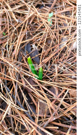 New Growth Amongst the Pine Needles A Testament to Natures Incredible Resilience 123145481