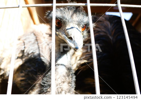 A Stunning CloseUp of a Caged Bird Showcasing Its Piercing Eyes and Exquisite, Dark Feathers 123145494