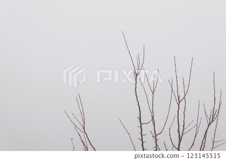 Bare branches contrast with a misty background, evoking calmness and tranquility 123145515