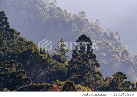 Yakushima: Cedar mountains shining in the slanting light (November) 123145559