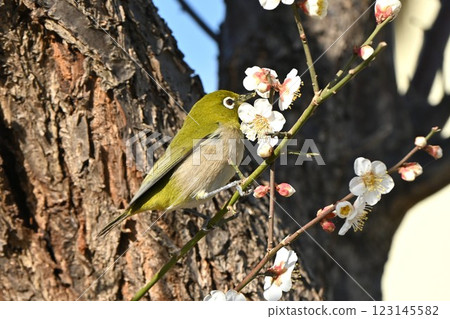 A Japanese white-eye sucking nectar from a plum blossom. This wild bird loves sweet things. A Japanese white-eye sucking nectar from a plum blossom. This wild bird loves sweet things. 123145582