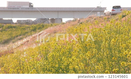 黃色油菜花和新上部大橋（2013年3月19日）在埼玉縣深谷市度過一個寧靜的春日 123145601