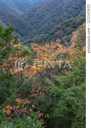 Autumn in the Yakushima Offshore Alps (November) - Autumn foliage of the trees shining in the mountains and forests 123145622