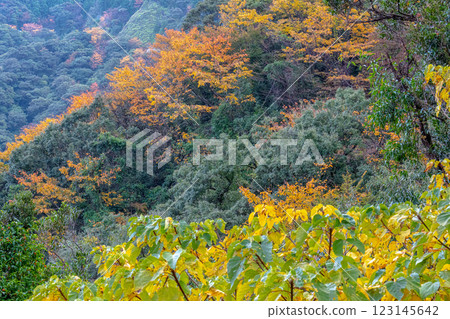屋久島近海阿爾卑斯的秋天(11月) - 山林間紅葉絢爛 屋久島近海阿爾卑斯的秋天(11月) - 山林間紅葉絢爛 123145642