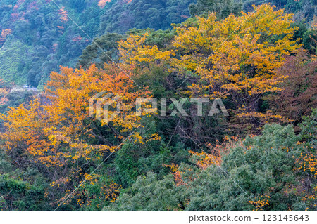 Autumn in the Yakushima Offshore Alps (November) - Autumn foliage of the trees shining in the mountains and forests 123145643