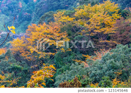 Autumn in the Yakushima Offshore Alps (November) - Autumn foliage of the trees shining in the mountains and forests 123145646