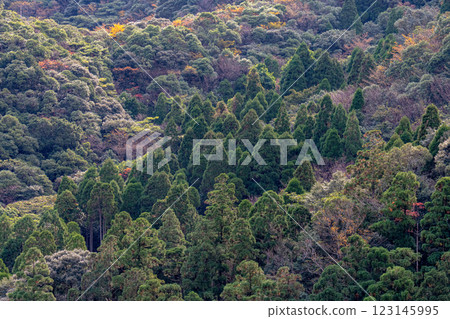 Autumn in the Yakushima Offshore Alps (November) - Autumn leaves stand out against the cedar forest 123145995