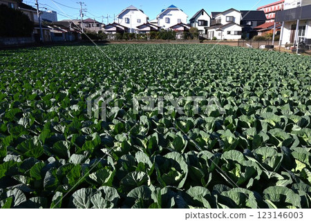 高麗菜種植、農業背景資料、惡劣天氣導致高麗菜價格飆升 123146003