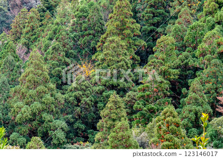 Autumn in the Yakushima Offshore Alps (November) in the Cedar Mountains 123146017