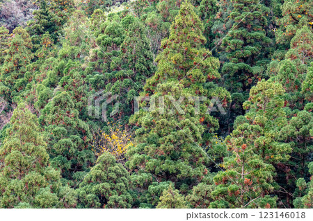 屋久島近海阿爾卑斯的秋季(11月) 屋久島近海阿爾卑斯的秋季(11月) 123146018