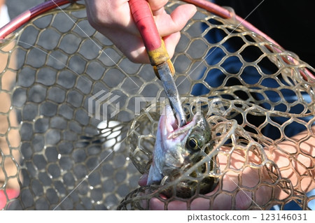 Catch the caught fish with a net Catch the caught fish with a net 123146031