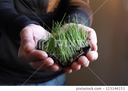 green grass sprouts in palms, care for ecology 123146151