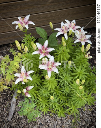 bright lily flowers with big pink leaves in the garden bright lily flowers with big pink leaves in the garden 123146167
