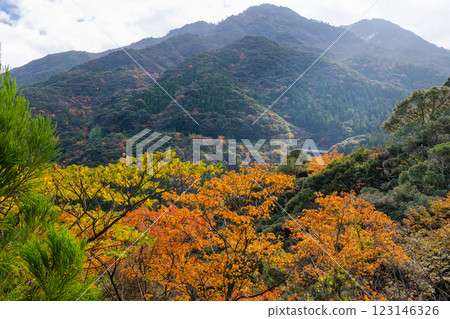 Autumn in the Yakushima Offshore Alps (November) Mountains and autumn leaves shining in the evening light 123146326