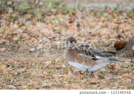 Wigeon (female) Osaka Castle Park Wigeon (female) Osaka Castle Park 123146548