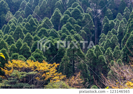 Autumn in the Yakushima Offshore Alps (November) Cedar mountains and autumn leaves shining in the sunlight 123146565