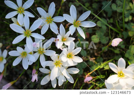 Refreshing Tamasudare flowers 123146673