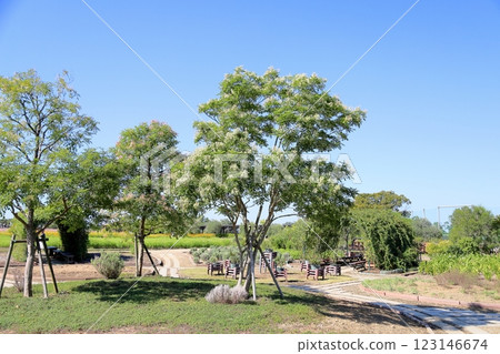 Refreshing Japanese Fraxinus seeds Refreshing Japanese Fraxinus seeds 123146674