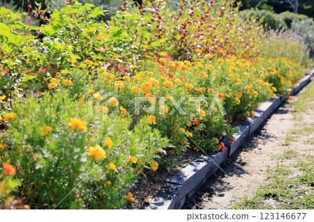 Marigold flower Marigold flower 123146677