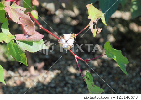 Cotton seed Cotton seed 123146678