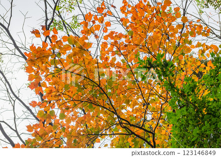 屋久島 - 深秋的屋久島楓葉（冬季） 123146849