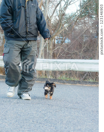 Dog walking scene Dog walking scene 123146903