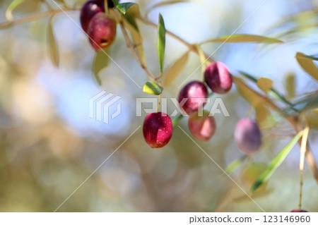 Cute colorful olives Cute colorful olives 123146960