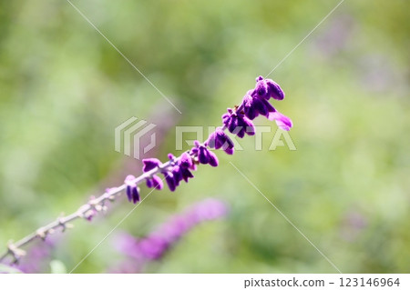 Refreshing Autumn Flowers Salvia Leucantha Flowers Refreshing Autumn Flowers Salvia Leucantha Flowers 123146964
