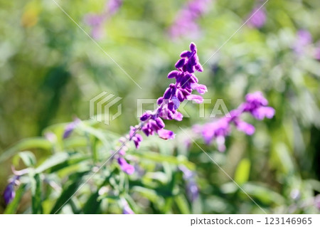 Refreshing Autumn Flowers Salvia Leucantha Flowers 123146965
