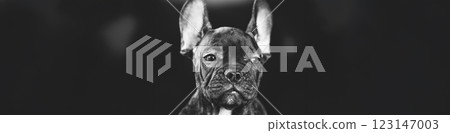 Young Curious Black French Bulldog Dog Puppy On black Background. Pets Friendship Concept. Lovely Domestic Pets. Portrait in black and white colors. Panorama. 123147003