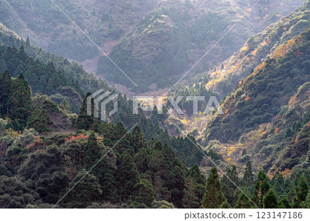 屋久島:初冬的陽光下閃耀的杉山 屋久島:初冬的陽光下閃耀的杉山 123147186