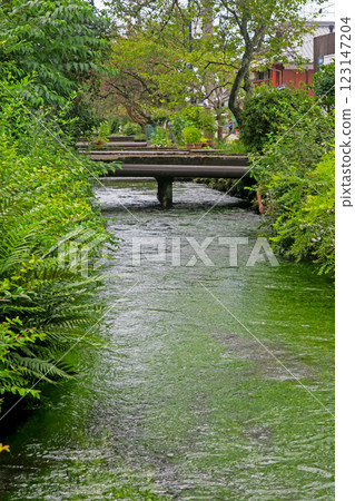 滋賀/中山道 酒井宿 伊清之清水/梅鴨茂 123147204