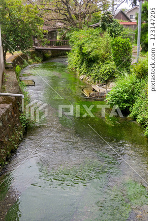 滋賀/中山道 酒井宿 伊清之清水/梅鴨茂 滋賀/中山道 酒井宿 伊清之清水/梅鴨茂 123147205