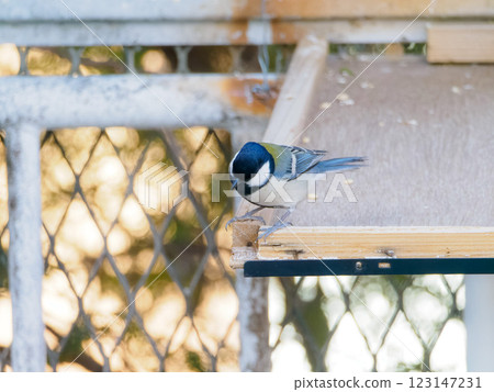 Great tit that bends its neck 123147231