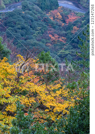 屋久島近海阿爾卑斯：初冬的紅葉 123147268