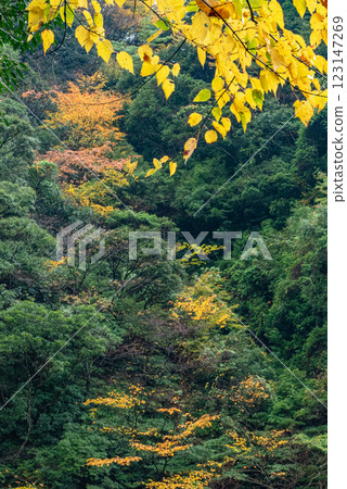 屋久島近海阿爾卑斯:初冬的紅葉 屋久島近海阿爾卑斯:初冬的紅葉 123147269