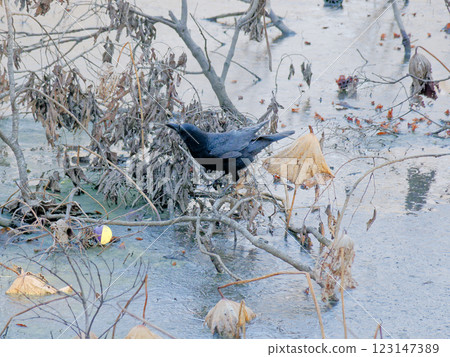 烏鴉家族：荷花池中嬉戲的烏鴉 123147389