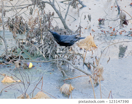 烏鴉家族：荷花池中嬉戲的烏鴉 123147390