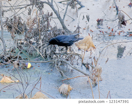 烏鴉家族：荷花池中嬉戲的烏鴉 123147391