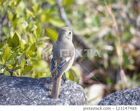 Daurian Redstart looking into the distance 123147488