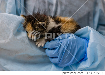 A cute kitten snuggles up to a veterinarian feeling love and care. A veterinarian gently holds a small stray kitten during a medical examination, providing him with the necessary care and treatment. A cute kitten snuggles up to a veterinarian feeling love and care. A veterinarian gently holds a small stray kitten during a medical examination, providing him with the necessary care and treatment. 123147549