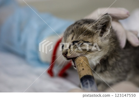 A veterinarian wearing gloves holds a small kitten and feeds it with a syringe, providing necessary care and nutrition at a veterinary clinic. A kitten rescued from the street is fed with a syringe. A veterinarian wearing gloves holds a small kitten and feeds it with a syringe, providing necessary care and nutrition at a veterinary clinic. A kitten rescued from the street is fed with a syringe. 123147550