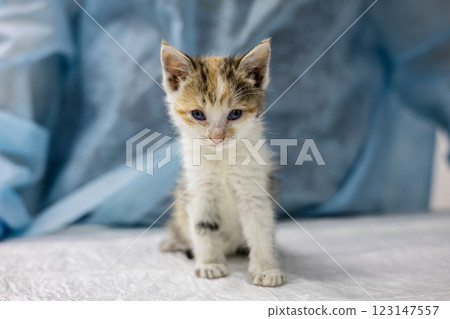 A cute stray kitten gets checked at a veterinary clinic. The little kitten sits on the examination table as a vet in a lab coat examines him, emphasizing the importance of caring for animals. 123147557