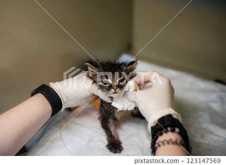 Treatment of a kitten in a veterinary hospital. A veterinarian in gloves treats a small wet dark kitten with gauze in a veterinary clinic, providing it with the necessary medical care. 123147569