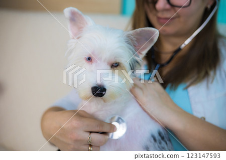 A female veterinarian uses a stethoscope to examine a small white dog at home. The veterinarian provides professional care and takes care of the pet's well-being in a comfortable environment. 123147593