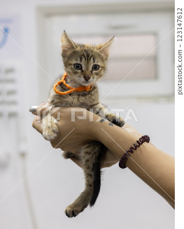 A veterinarian holds a small stray kitten with an orange collar in a veterinary clinic. The veterinarian takes care of the abandoned kitten and prepares it for adoption. Rescuing a stray kitten. A veterinarian holds a small stray kitten with an orange collar in a veterinary clinic. The veterinarian takes care of the abandoned kitten and prepares it for adoption. Rescuing a stray kitten. 123147612