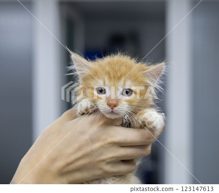 A veterinarian carefully holds a small fluffy ginger kitten during a checkup at a veterinary clinic. The veterinarian provides care and treatment to the adorable homeless animal. 123147613